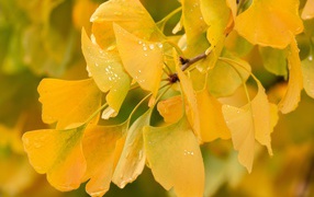 Ветка с красивыми желтыми осенними листьями 