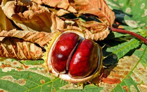 Chestnuts with leaves in the sun