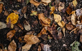 Грязные опавшие листья на земле 