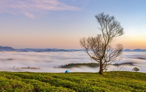 Опавшее осеннее дерево на вершине над облаками
