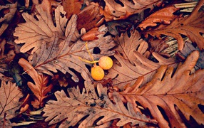 Опавшие сухие листья дуба на земле 