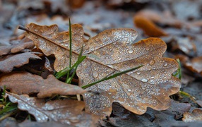 Опавшие листья дуба в каплях росы