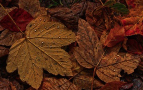 Fallen orange leaves in autumn