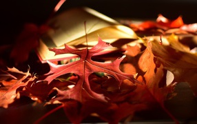 Опавшие оранжевые листья дуба на земле 