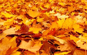 Опавшие желтые листья клена на земле