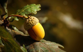 Большой желудь с листьями крупным планом