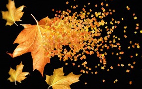 Large and small yellow leaves on a black background in autumn