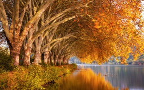 Большие деревья с желтыми листьями над рекой