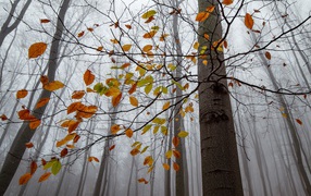 Листья опадают с дерева в лесу осенью 