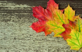 Разноцветные кленовые листья на деревянном столе