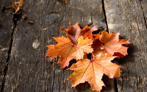 Orange autumn leaves on wooden table
