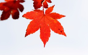 Оранжевые листья на дереве на сером фоне