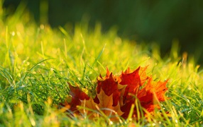 Оранжевые кленовые листья в зеленой траве