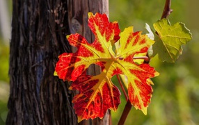 Red leaf on vine in autumn