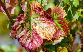Красные листья на лозе винограда  осенью 