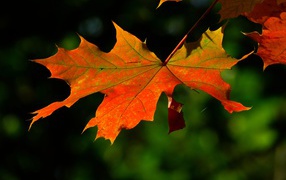 Красный кленовый лист в лучах солнца 