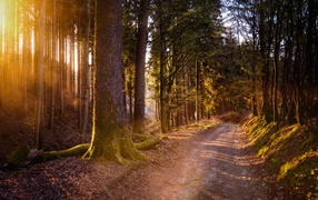 Дорога в осеннем лесу в лучах солнца 