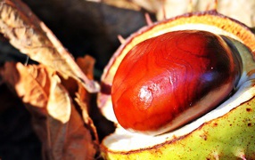 Колючий каштан с опавшими листьями осенью 