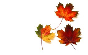 Три желтых кленовых листа на белом фоне