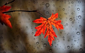 Желтый осенний лист на фоне мокрого стекла