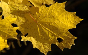 Желтые осенние листья на черном фоне в лучах солнца