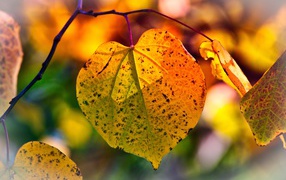 Желтый лист на ветке дерева в лучах солнца