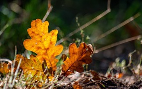 Желтые листья дуба на траве осенью 