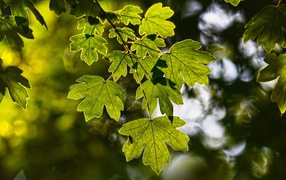 Яркие зеленые листья клена летом