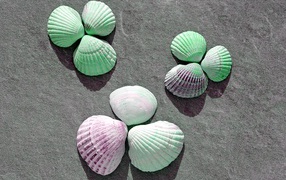 Multicolored seashells on stone in summer