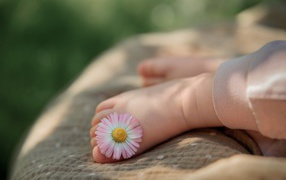 Нога ребенка с цветком маргаритки