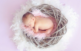 Newborn baby sleeping in nest on gray background
