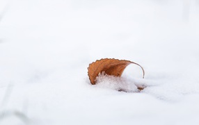 An orange fallen leaf lies in the snow