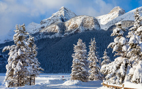 Красивые заснеженные ели у подножия горы зимой