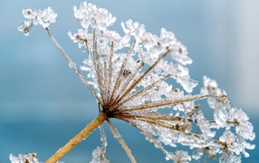 Зонтик укропа в белом инее на голубом фоне