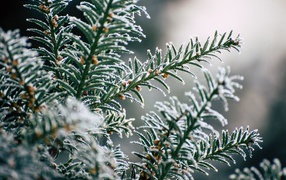 Green spruce branch covered with hoarfrost in winter