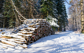 Заготовленные дрова в заснеженном лесу 