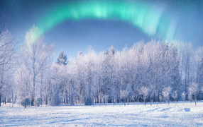 Северное сияние на покрытым инеем лесом 