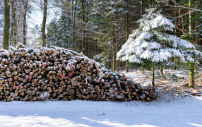 Pile of firewood in the winter forest