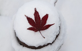 Red fallen leaf lies on white snow