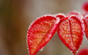 Красные листья в инее крупным планом