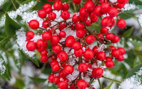 Красные ягоды калины в снегу