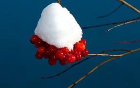 Red viburnum berries in the snow on a branch