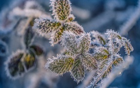 Rose branch covered with cold white frost