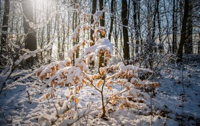 Small tree in a snowy forest in the sun