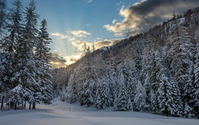 Snow-covered fir trees in a cold winter forest