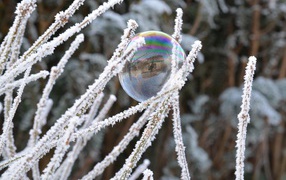 Мыльный пузырь на покрытой инеем траве 
