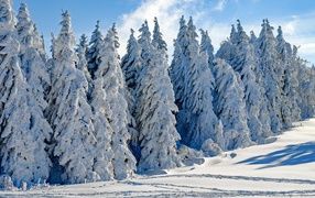 Tall white snow-covered fir trees under the blue sky in winter