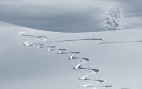 Wavy trail on white snow in winter