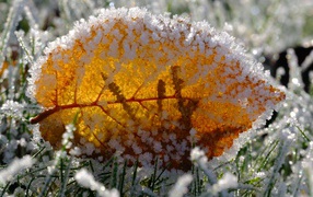 Желтый лист покрытый инеем в траве 