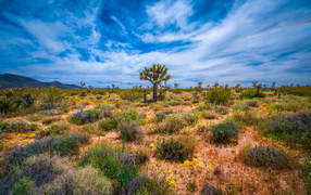 Thorny cacti in California National Park under a beautiful sky, USA